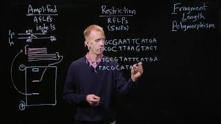 PCR Genotyping [upl. by Lund]