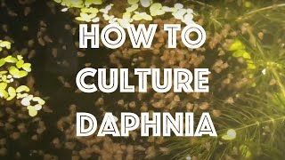 How To Culture Daphnia Magna [upl. by Luttrell985]