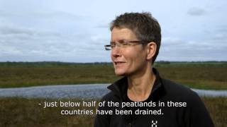 Peatlands – climate regulation and biodiversity [upl. by Akimad65]