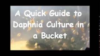 How to culture daphnia outside [upl. by Picardi]