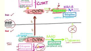 Parkinson’s Pharmacology  Neurology [upl. by Fulmis]