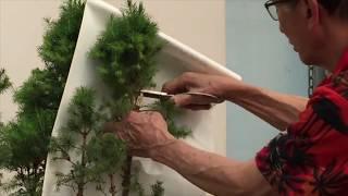 How to Prune a Picea Group [upl. by Yesoj]