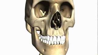 Foramina of the Skull and Cranial Fossae  Anatomy Tutorial PART 1 [upl. by Nicolis247]