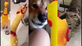 Best rubber chicken memes Compilation [upl. by Dimitri397]