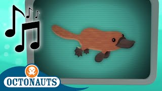 Octonauts  Double Billed Platypus and Others  Cartoons for Kids  Creature Reports [upl. by Oned]