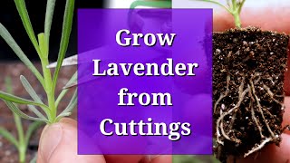 Grow Lavender from Cuttings [upl. by Call]