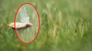 5 FAIRIES CAUGHT IN REAL LIFE 2018 [upl. by Jen]