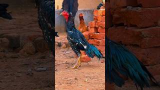 Spectacular Black Aseel Murga [upl. by Eneleahs]