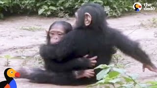 Baby Chimp Rescued from Chains is Finally Happy and Free  The Dodo [upl. by Allicerp]