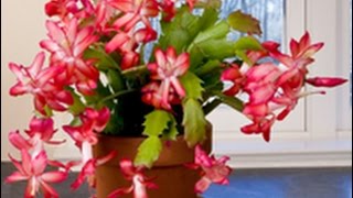 Care amp Culture of Christmas Cactus [upl. by Airdnaxela]