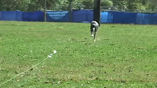 What is Lure Coursing  United Kennel Club UKC [upl. by Yedsnil334]