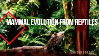 Mammal Evolution from Reptiles [upl. by Ayerim]