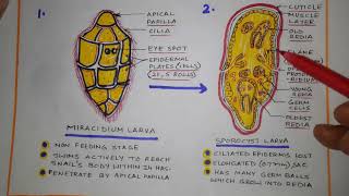 Life cycle of Fasciola hepatica [upl. by Joye]