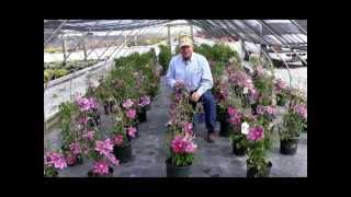 How To Prune Clematis Large Flowering Hybrids [upl. by Nova]