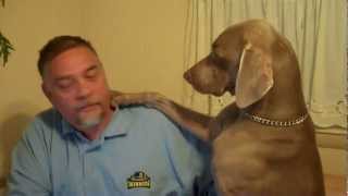 Dont Ignore a Weimaraner  Funny [upl. by Esilec]