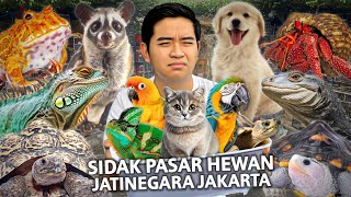 SIDAK PASAR HEWAN JATINEGARA JAKARTA [upl. by Erdnaet]