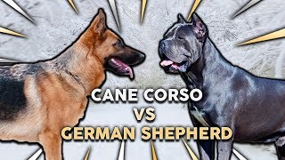 CANE CORSO vs GERMAN SHEPHERD Whats The Best Family Guard Dog [upl. by Rosaleen]