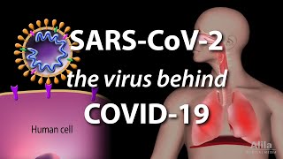 Understanding the Virus that Causes COVID19 Animation [upl. by Shabbir]