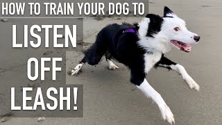 How To Train ANY DOG To Listen OFF LEASH [upl. by Chiquia]