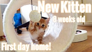 BRINGING HOME MY 8 WEEK OLD KITTEN VLOG [upl. by Dorthy]