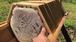 Hexagonal honey comb from a Cathedral Hive  Natural Beekeeping [upl. by Yrohcaz]