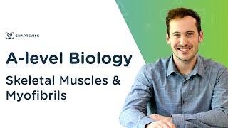 Skeletal Muscles amp Myofibrils  Alevel Biology  OCR AQA Edexcel [upl. by Mcclenon]