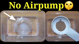 TRY THIS How To Hatch BRINESHRIMP EGGS 🤫No Airpump [upl. by Yerhcaz]