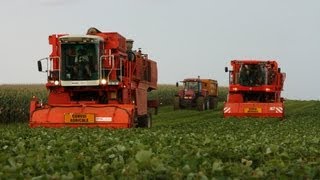 Récolte flageolets 2011 BCMH SB 9000 amp BH 900  beans harvest [upl. by Evannia181]