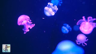 Soothing Jellyfish Aquarium  Relaxing Music for Sleep Study Meditation amp Yoga [upl. by Urbannal]