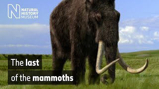 The last of the mammoths  Natural History Museum [upl. by Kriste888]