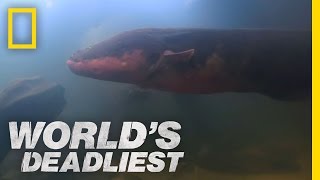 SixFoot Electric Eel  Worlds Deadliest [upl. by Trela512]