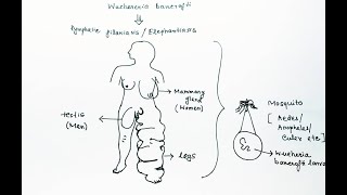 Wuchereria bancrofti Lifecycle English  Wuchereria bancrofti Lymphatic Filariasis Elephantiasis [upl. by Tommie]