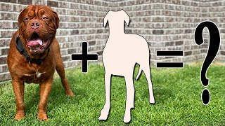 Top 8 Incredible French Mastiff Cross Breed Dogs  Dogue de bordeaux Mixes [upl. by Atnuhs39]