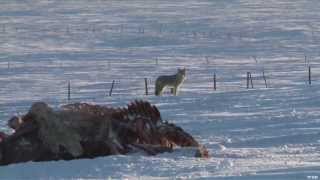 Hunting Winter Coyote [upl. by Haimrej76]