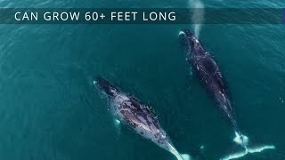 Arctic Report Card 2020  Bowhead Whale Populations [upl. by Alexandros]