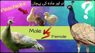 How to identify Males and Females in Peachicks  Peacock Villa [upl. by Vevina]