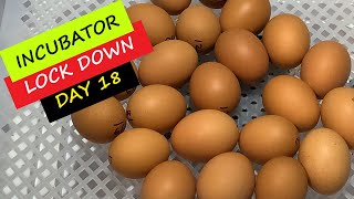 Chicken Incubation Day 18  Its Lock Down Time [upl. by Nosydam568]