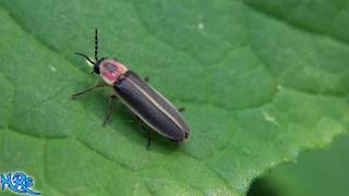 ⟹ Lightning bugs are here The Firefly is in the Lampyridae family [upl. by Owena]