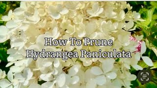 How To Prune Hydrangea Paniculata Pruning Hydrangea Paniculata Limelight [upl. by Swanhilda]