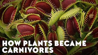 How Plants Became Carnivores [upl. by Yrevi]