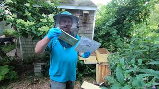 Applying Formic Pro Varroa mite treatment [upl. by Nyluqcaj437]