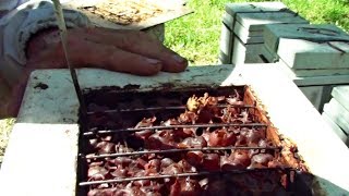 How to Collect Honey from a Stingless Bee Hive  Sugarbag Native Bees [upl. by Eded752]