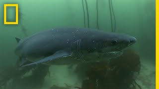 The Cookiecutter Shark  Sharks of Bermuda Triangle [upl. by Palecek]