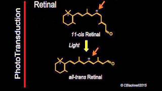 Phototransduction Part 2 [upl. by Lever]