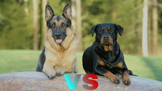 Berger allemand vs rottweiler [upl. by Ian464]