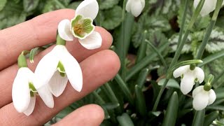 Galanthus nivalis “Snowdrops”  FarmerGracycouk [upl. by Ronaele]