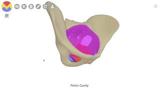 Sectional Anatomy  Abdomen  Pelvis  Anatomy Decoded [upl. by Riocard]