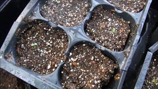 How To Grow Strawberries From Seed Strawberry Seedlings Update How To Germinate Strawberry Seeds [upl. by Annawot]