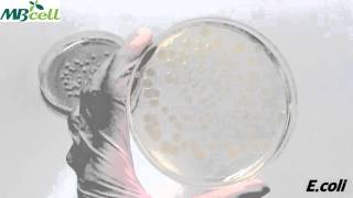 PCA Plate Count Agar [upl. by Ecinahc]