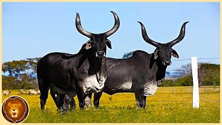 Las 10 Razas De Toros Más Sorprendentes Del Mundo [upl. by Lyndsey494]